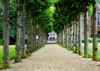 Springtime in the Allotment Garden