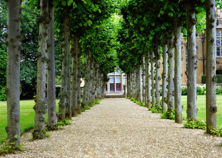 Springtime in the Allotment Garden