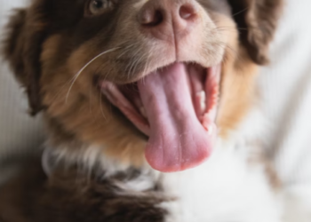 Trusted your Partner in Finding the Perfect Canine Companion