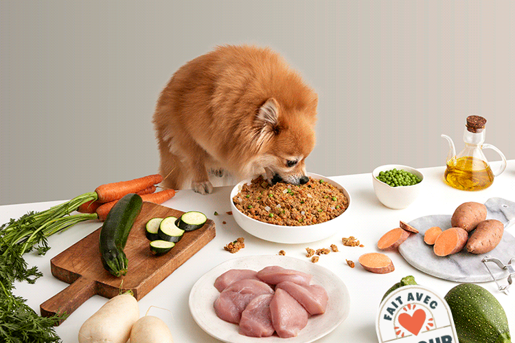 DogfyDiet : La Solution Parfaite pour la Santé de Votre Chien