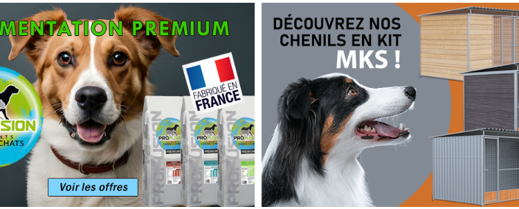 Morin : L’art de l’élégance intemporelle