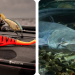 fischen.ch: Your Trusted Source for Fishing Gear and Expertise