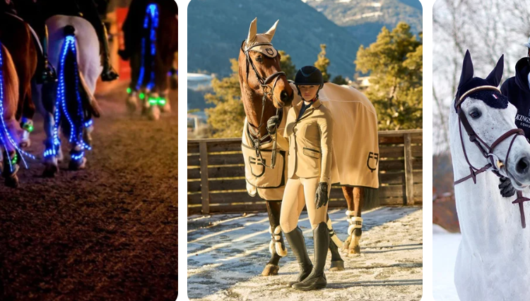 Reitsport: Switzerland’s Trusted Equestrian Retailer