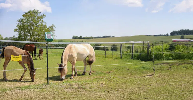 Who Is Hauptner Pferd? Swiss Equestrian Specialist