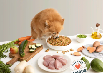 Alimentation saine et équilibrée pour chiens