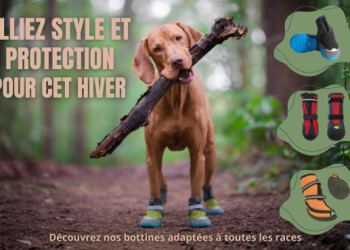 Chocolat artisanal et savoir‑faire français avec Morin